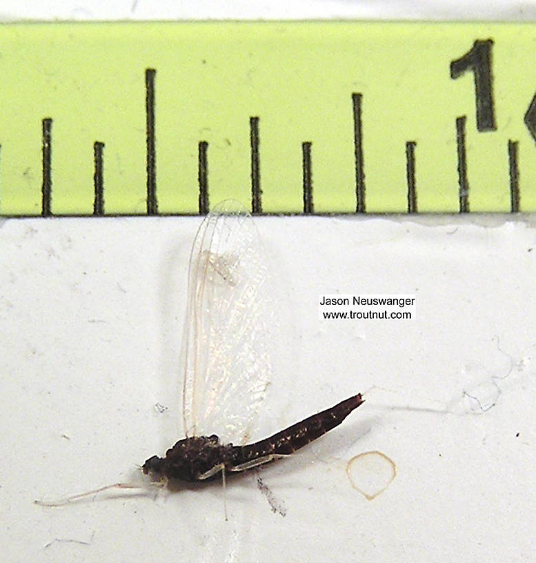 Paraleptophlebia (Blue Quills and Mahogany Duns) Mayfly Nymph from the Bois Brule River in Wisconsin