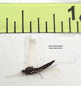 Paraleptophlebia (Blue Quills and Mahogany Duns) Mayfly Nymph