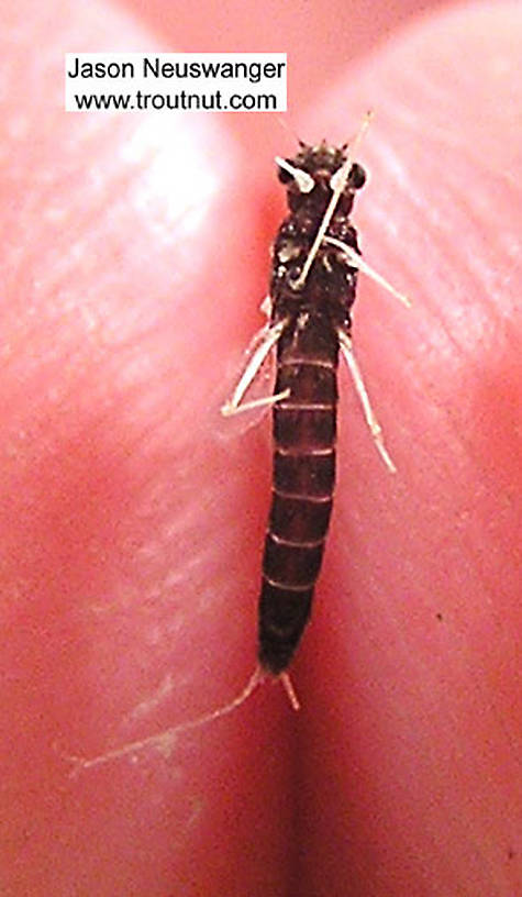 Paraleptophlebia (Blue Quills and Mahogany Duns) Mayfly Nymph from the Bois Brule River in Wisconsin