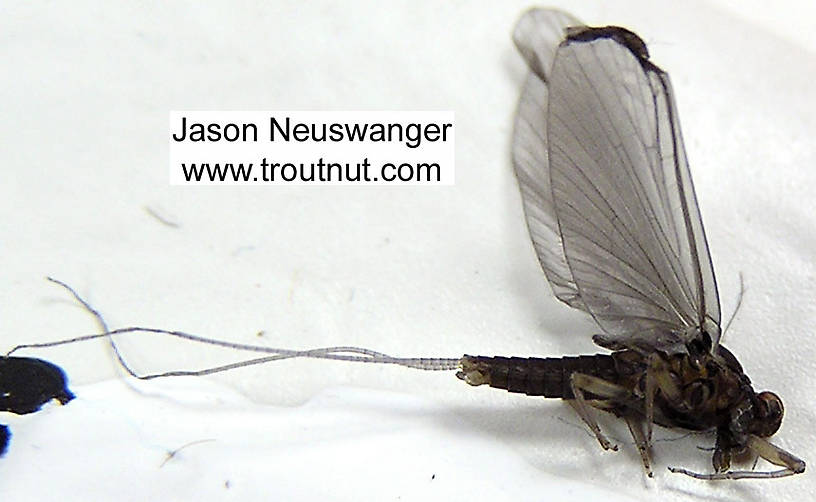 Male Baetidae (Blue-Winged Olives) Mayfly Dun from unknown in Wisconsin