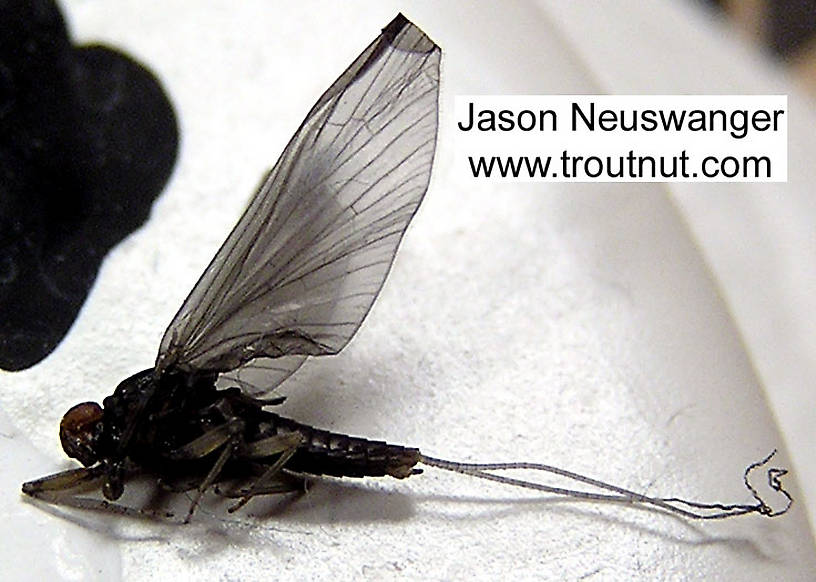 Male Baetidae (Blue-Winged Olives) Mayfly Dun from unknown in Wisconsin