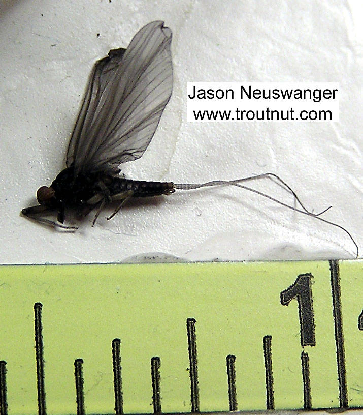 Male Baetidae (Blue-Winged Olives) Mayfly Dun from unknown in Wisconsin