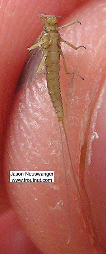 Female Baetidae (Blue-Winged Olives) Mayfly Dun from unknown in Wisconsin