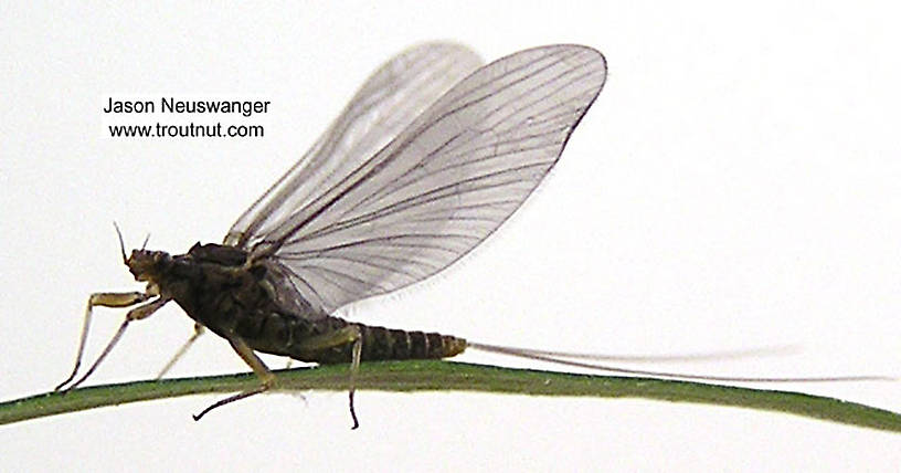 Female Acentrella (Tiny Blue-Winged Olives) Mayfly Dun from unknown in Wisconsin