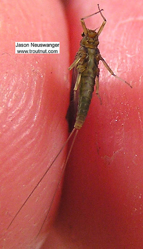 Female Acentrella (Tiny Blue-Winged Olives) Mayfly Dun from unknown in Wisconsin