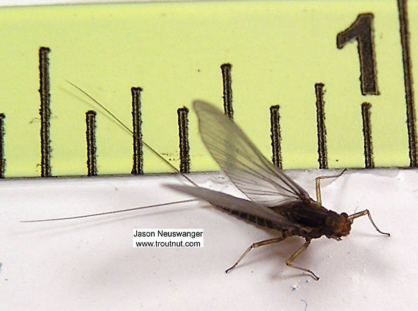 Female Acentrella (Tiny Blue-Winged Olives) Mayfly Dun from unknown in Wisconsin