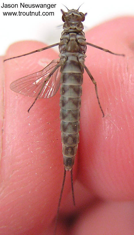 Female Siphlonurus quebecensis (Gray Drake) Mayfly Dun from unknown in Wisconsin