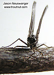 Female Siphlonurus quebecensis (Gray Drake) Mayfly Dun