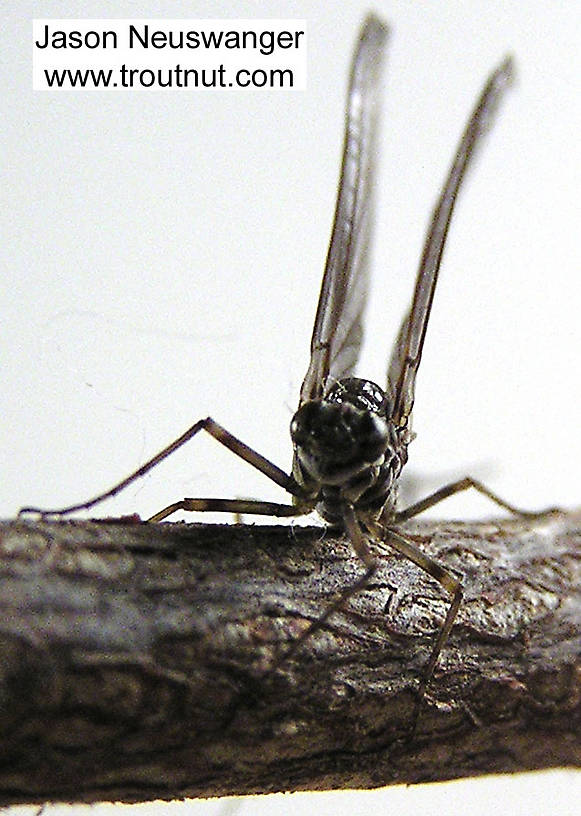 Female Siphlonurus quebecensis (Gray Drake) Mayfly Dun from unknown in Wisconsin