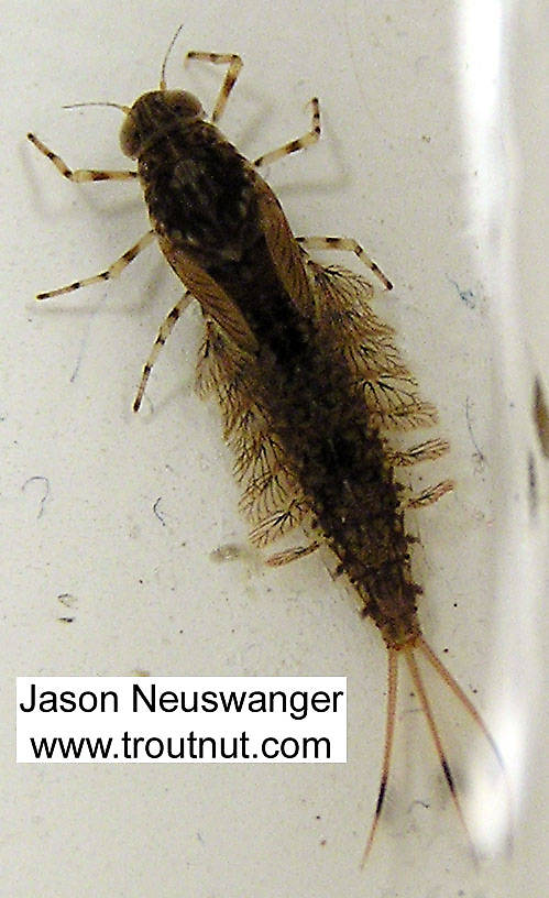 Siphlonurus quebecensis (Gray Drake) Mayfly Nymph from unknown in Wisconsin