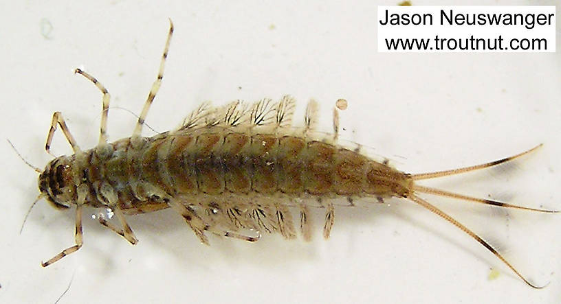 Siphlonurus quebecensis (Gray Drake) Mayfly Nymph from unknown in Wisconsin