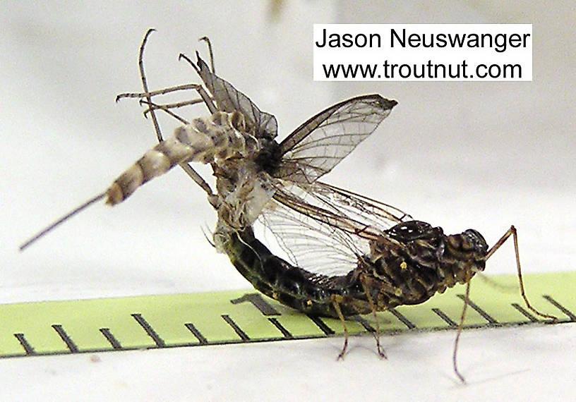 Female Siphlonurus quebecensis (Gray Drake) Mayfly Spinner from unknown in Wisconsin