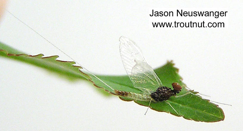 Male Baetidae (Blue-Winged Olives) Mayfly Spinner from unknown in Wisconsin