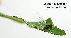 Male Baetidae (Blue-Winged Olives) Mayfly Spinner