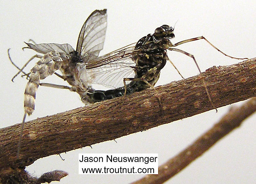 Female Siphlonurus quebecensis (Gray Drake) Mayfly Spinner from unknown in Wisconsin