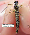 Female Siphlonurus quebecensis (Gray Drake) Mayfly Spinner