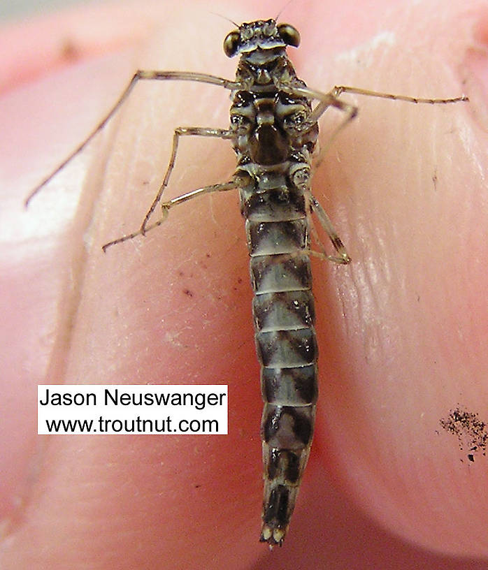 Female Siphlonurus quebecensis (Gray Drake) Mayfly Spinner from unknown in Wisconsin