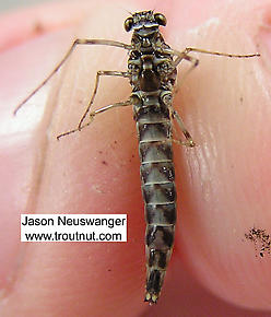 Female Siphlonurus quebecensis (Gray Drake) Mayfly Spinner