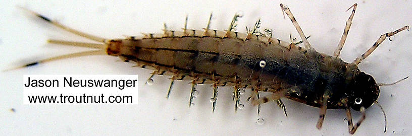 Siphloplecton basale (Pseudo-Gray Drake) Mayfly Nymph from unknown in Wisconsin