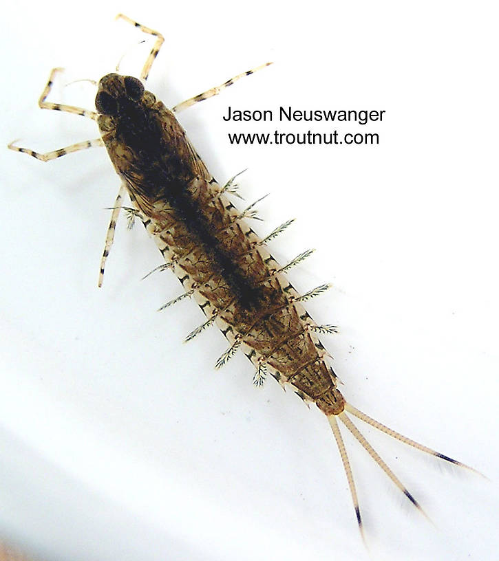 Siphloplecton basale (Pseudo-Gray Drake) Mayfly Nymph from unknown in Wisconsin