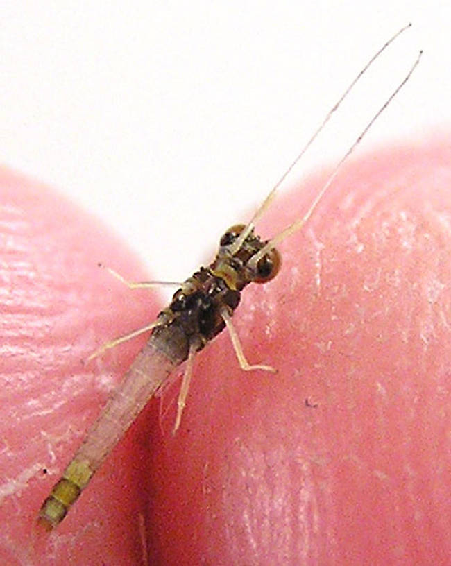 Male Baetidae (Blue-Winged Olives) Mayfly Spinner from unknown in Wisconsin