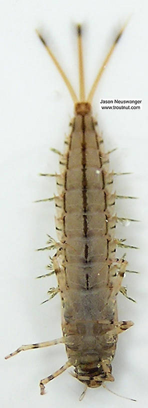 Siphloplecton basale (Pseudo-Gray Drake) Mayfly Nymph from unknown in Wisconsin