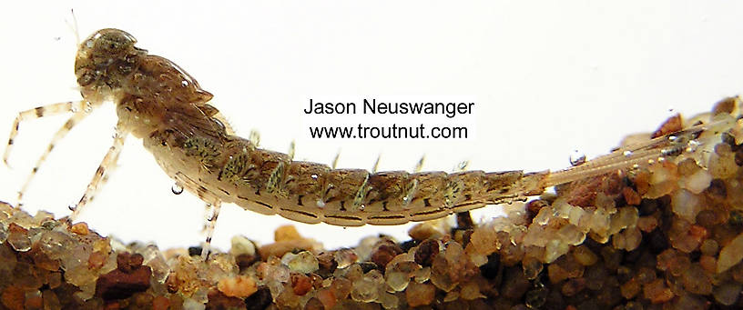 Siphloplecton basale (Pseudo-Gray Drake) Mayfly Nymph from unknown in Wisconsin