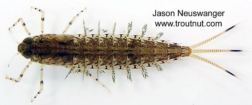 Siphloplecton (Pseudo-Gray Drakes) Mayfly Nymph from unknown in Wisconsin