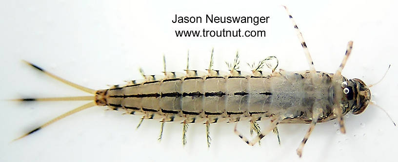 Siphloplecton basale (Pseudo-Gray Drake) Mayfly Nymph from unknown in Wisconsin