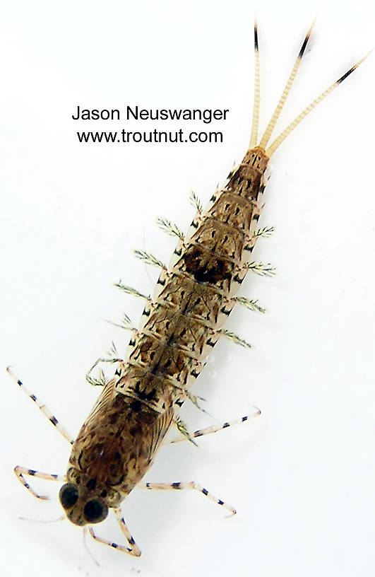 Siphloplecton basale (Pseudo-Gray Drake) Mayfly Nymph from unknown in Wisconsin