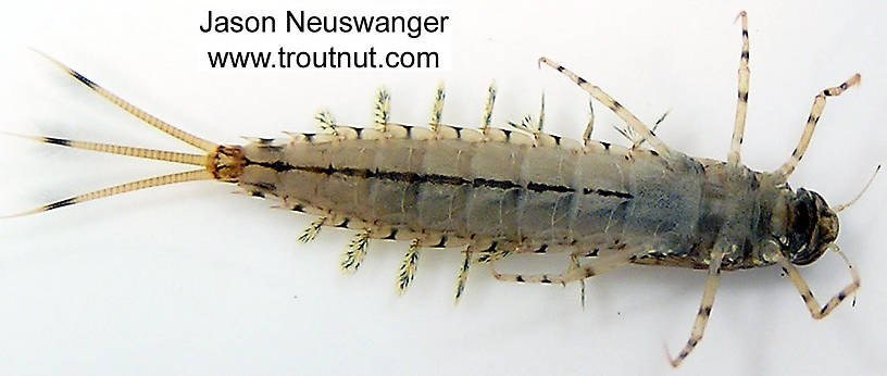 Siphloplecton basale (Pseudo-Gray Drake) Mayfly Nymph from unknown in Wisconsin