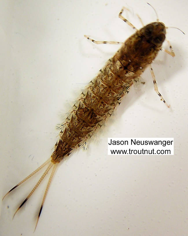 Siphloplecton basale (Pseudo-Gray Drake) Mayfly Nymph from unknown in Wisconsin