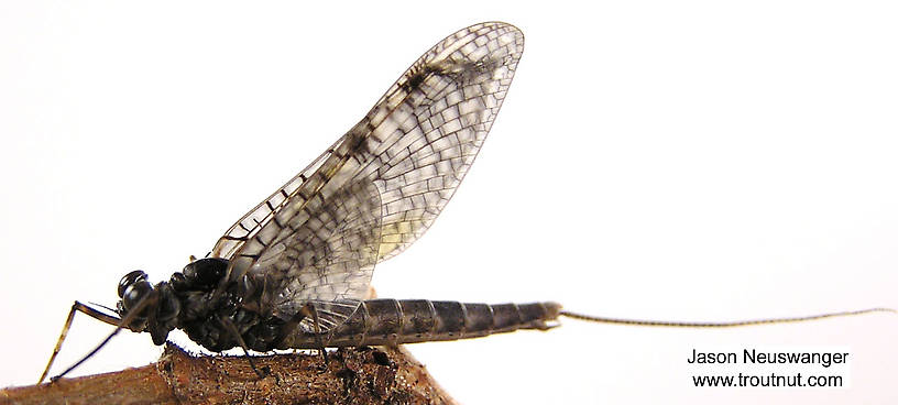 Male Siphloplecton basale (Pseudo-Gray Drake) Mayfly Dun from the Namekagon River in Wisconsin