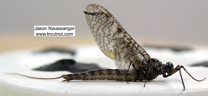 Male Siphloplecton basale (Pseudo-Gray Drake) Mayfly Dun from the Namekagon River in Wisconsin