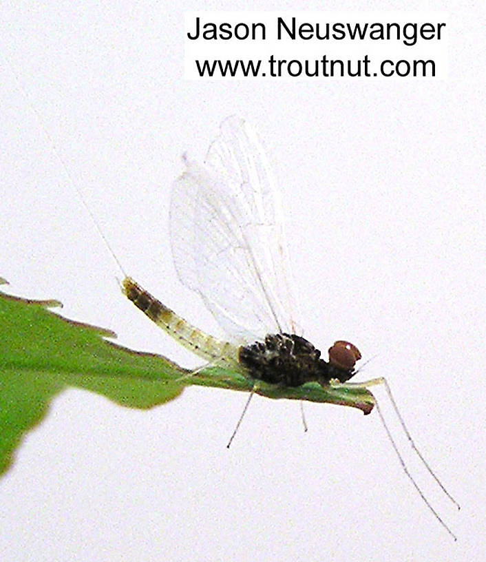 Male Baetidae (Blue-Winged Olives) Mayfly Spinner from unknown in Wisconsin