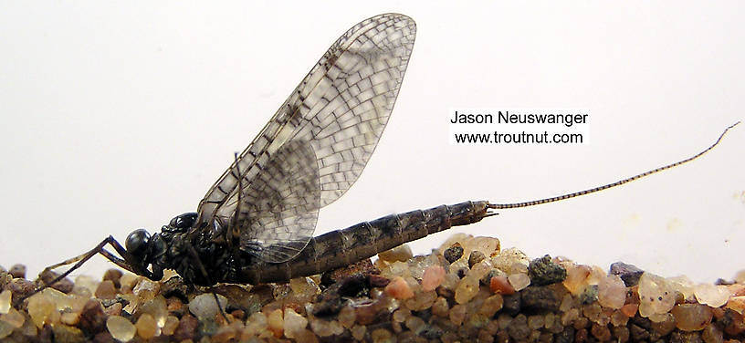 Male Siphloplecton basale (Pseudo-Gray Drake) Mayfly Dun from the Namekagon River in Wisconsin