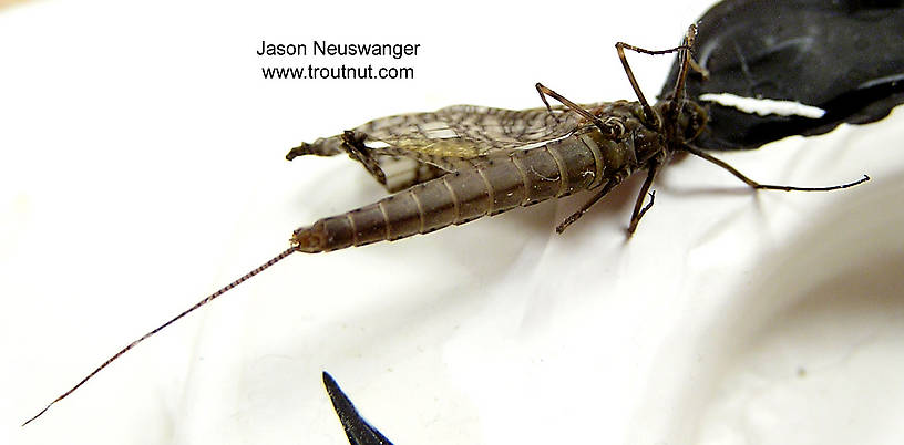 Male Siphloplecton basale (Pseudo-Gray Drake) Mayfly Dun from the Namekagon River in Wisconsin