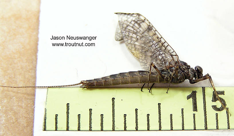 Male Siphloplecton basale (Pseudo-Gray Drake) Mayfly Dun from the Namekagon River in Wisconsin