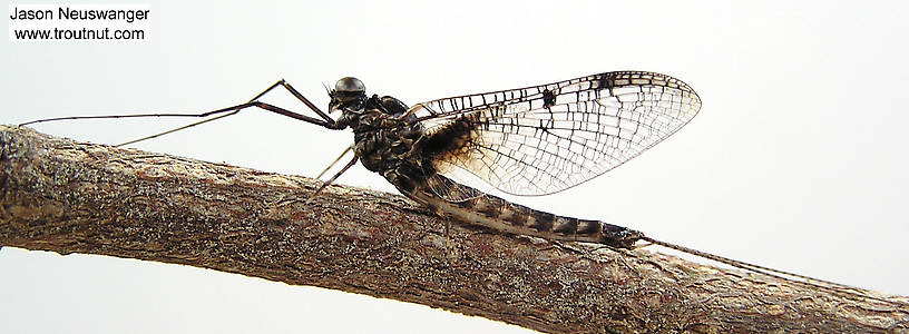 Male Siphloplecton basale (Pseudo-Gray Drake) Mayfly Spinner from the Namekagon River in Wisconsin