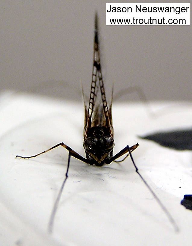 Male Siphloplecton basale (Pseudo-Gray Drake) Mayfly Spinner from the Namekagon River in Wisconsin