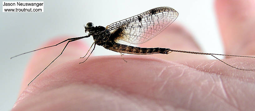 Male Siphloplecton basale (Pseudo-Gray Drake) Mayfly Spinner from the Namekagon River in Wisconsin