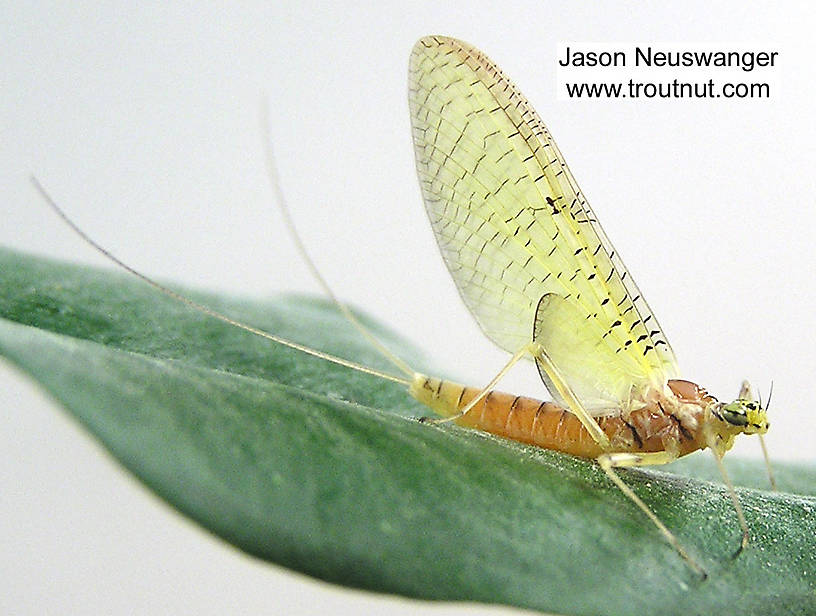 Female Stenacron (Light Cahills) Mayfly Dun from the Couderay River in Wisconsin