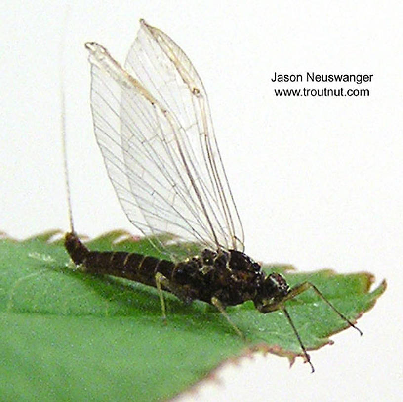 Female Baetidae (Blue-Winged Olives) Mayfly Spinner from unknown in Wisconsin