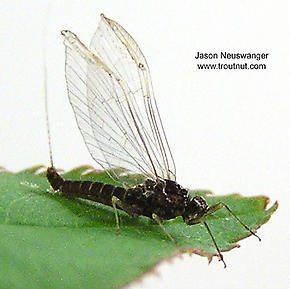 Female Baetidae (Blue-Winged Olives) Mayfly Spinner