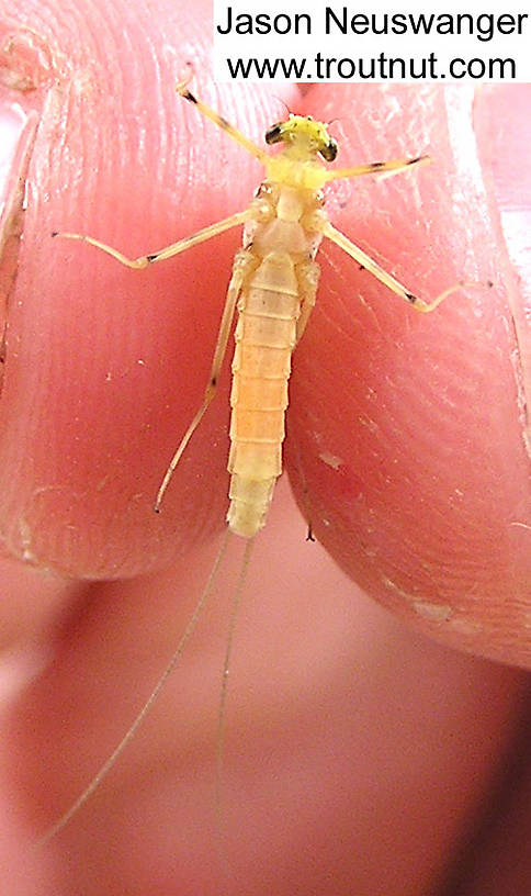 Female Stenacron (Light Cahills) Mayfly Dun from the Couderay River in Wisconsin