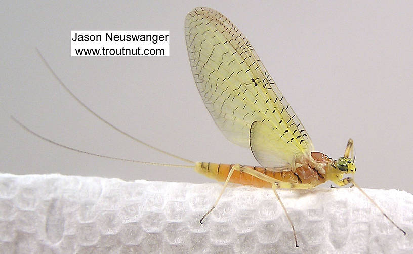 Female Stenacron (Light Cahills) Mayfly Dun from the Couderay River in Wisconsin