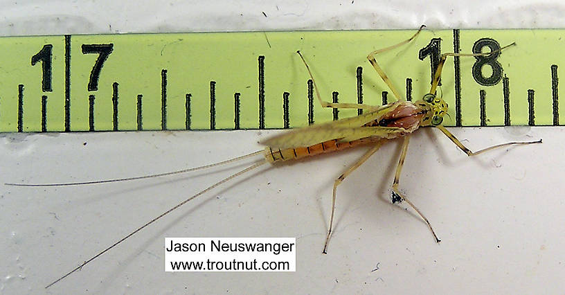 Female Stenacron (Light Cahills) Mayfly Dun from the Couderay River in Wisconsin