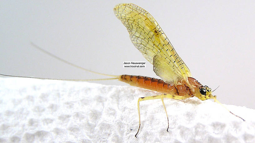 Female Stenacron (Light Cahills) Mayfly Dun from unknown in Wisconsin