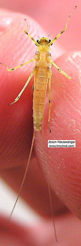 Female Stenacron (Light Cahills) Mayfly Dun from unknown in Wisconsin