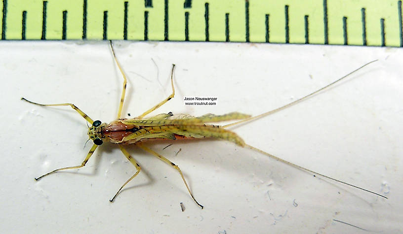 Female Stenacron (Light Cahills) Mayfly Dun from unknown in Wisconsin